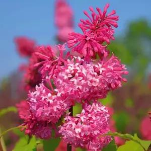 정향 라일락 묘목 나한정향나무 접목 70cm 전후