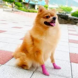 강아지 자가접착 붕대 핑크 L 2P 반려견 일회용 양말 반려동물붕대 강아지일회용신발