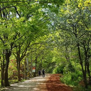 [대전] 계족산 황톳길과 장태산 자연휴양림 당일