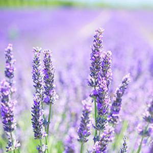 아로마 에센셜 오일 - 라벤더 프렌치 E.O 100ml