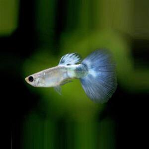 [아쿠아펫수족관]블루다이아 구피 5마리