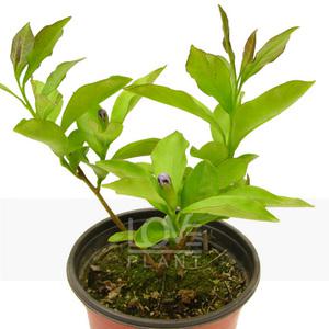 브룬펠지어 자스민 꽃 향기 브룬펠시아 야영화 쟈스민 공기정화 식물 키우기