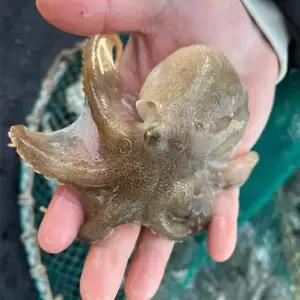 국산 급냉 쭈꾸미 1kg(10미내외)