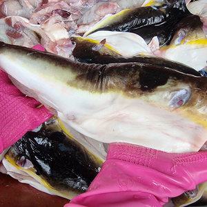 우렁각시 동해안 자연산 손질 복어 밀복 곤 드림