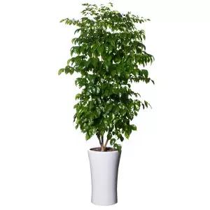 녹보수 전국당일배송 공기정화식물 개업화분 축하 승진 이전 개업 개소 당일꽃배달 인테리어화분