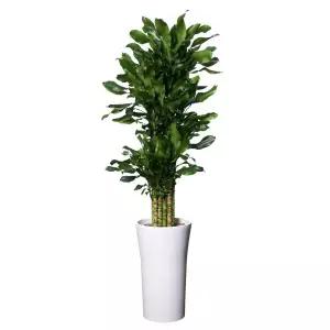 황금죽 전국당일배송 공기정화식물 개업화분 축하 승진 이전 개업 개소 당일꽃배달 인테리어화분