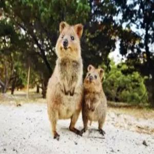 퍼스 7일 #피너클스 사막 #로트네스트 아일랜드 #3일간의 자유일정