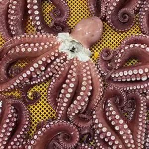 국내산 자숙 대왕 참문어 자숙 전 5.5kg급