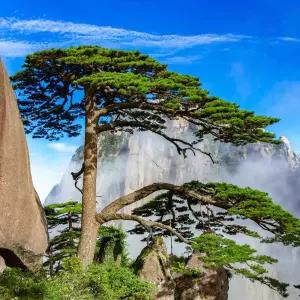 [상하이출발 왕복고속열차] 골프&절경 투어 (송백CC18H + 황산핵심)