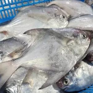 국내산 급냉 횟감 병어 1kg 병어회 세꼬시