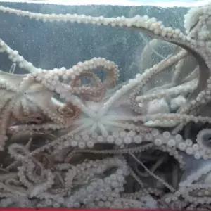 여수 횟감용 활 산낙지 2미 250g내외 산소포장