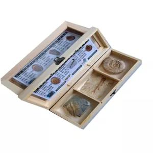 올원픽 암모나이트화석 교구 삼엽충 화석 전시용