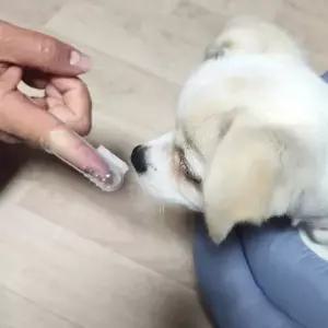 [골드스마일]강아지 손가락 칫솔 양치 실리콘 애완견칫솔 애견구강