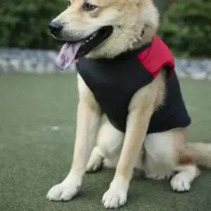 강아지패딩 하네스조끼 중 대형견 3XL 4XL 5XL