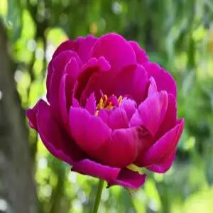 목단묘목 모란 꽃나무 빨강목단 유실수 약용수 조경수 꽃나무(TB)