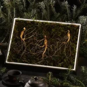 [NS홈쇼핑][자연삼가] 강원도 토종 산양산삼 선물세트 5-6년근 (3뿌리)..[35682785]