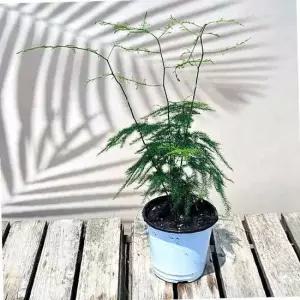 이삭모종 아스파라거스 나누스(아스파라거스 펀)