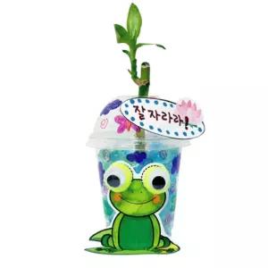 2인용 돌봄교실 워터비즈 투명컵 개구리 개운죽 화분 꾸미기 수경재배 기르는법 세트