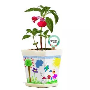 과학수업 봉선화 키우기 체험키트 식물 성장과정 관찰기록지 세트 기르는법 만들기