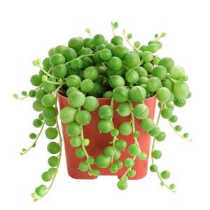 화분에 식물 호의 장식용 그린 미니 파티 라이브 희귀 하우스 줄 홈 1팩, 프로젝트 둔 오피스 리얼 웨딩 뿌리를 진주 diy 2인치, 스프라우트 다육식물,