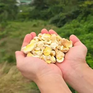 [강신선] 국내산 말린밤(건율밤) 건조밤 깐밤 토종밤 800g