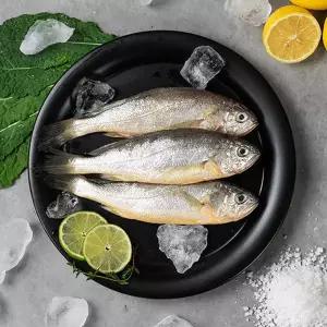 바다어랑 제주 참조기(대)(470g내외(5미)x3팩)