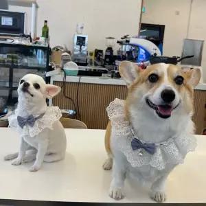 SPS 강아지 레이스 스카프 케이프 블루 S