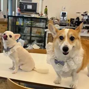 SPS 강아지 레이스 스카프 케이프 블루 M