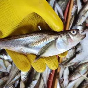 자연산 급냉 도루묵 1kg 10-14미 알랜덤 냉동도루묵 알도루묵 햇도루묵 제철도루묵 알