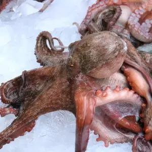 통영 돌 문어 1kg 1미 제수용 문어 한마리 활 돌문어 통영문어 활문어 생문어 생물돌