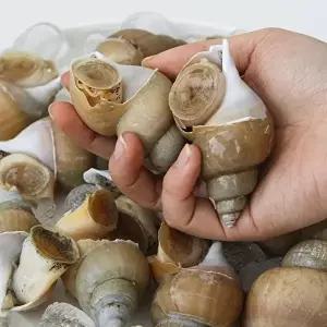 [셀러허브 식품]포항 백고동 1kg 60-70미 소소 냉동백고동 냉동골뱅이 자연산백고동 포항 백 골뱅이 생골