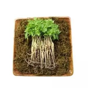 50뿌리 새싹삼 유황 15cm내외 VDG 미니