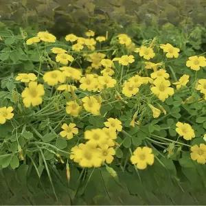 사랑초 산미구엘라  옥살리스 노랑꽃 정원 조경 노지월동 야생화 C01