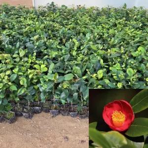 동백나무 묘목 포트묘 꽃나무 동백꽃 관상수