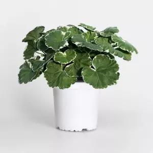 화이트링 제라늄 중형 야생화 페라고늄 벌레퇴치 식물 꽃모종