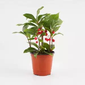 갑조네 천냥금 천량금 공기정화식물