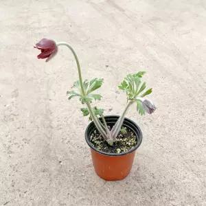 할미꽃 소형 꽃 모종 인테리어 식물