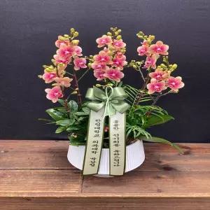 금나비 꽃선물 서양란 영전 승진 개업 이전 이사 어버이날 스승의날 감사 당일배송