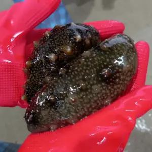 싱싱햇 남해안 자연산 활 생물 해삼 활해삼 500g