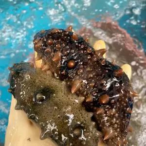 남해 바다 해녀 언니네 자연산 활 해삼 1kg 산소포장 산지직송