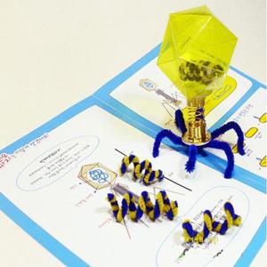 박테리오파지(5인용) EDU-21284 / 체험학습키트 생물실습교구