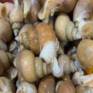 동해안 자연산 활 백골뱅이 1KG 대  제철 쫄깃한식감 간단한반찬