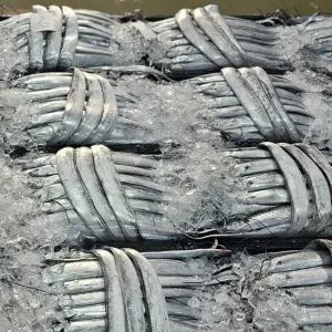 싱싱햇 국산 생물 갈치 목포 생갈치 3kg