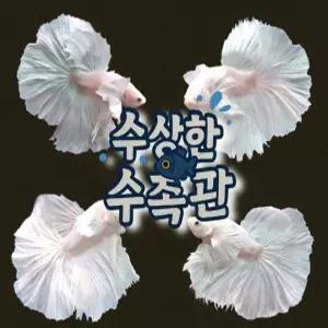 [수상한수족관] [하프문베타 ]솔리드색상 화이트 덤보 하프문 수컷 베타 / 1마리 / 랜덤발송