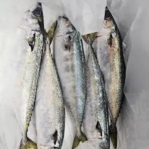 국내산 생물 참고등어 5미 (2~2.5kg) 남해안 급냉