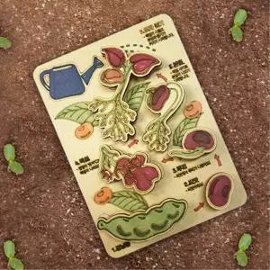 초등과학 강남콩 식물성장과정 자연탐구키트 과학놀이 유치원 교육완구 학습완구