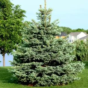 서울농원묘목/은청가문비 나무 7치 원형포트묘 크리스마스트리나무 정원수 기념식수