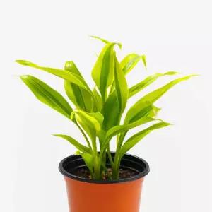 산데리아나 빅토리아 골드 소형 관엽식물 실내공기정화 인테리어 식물