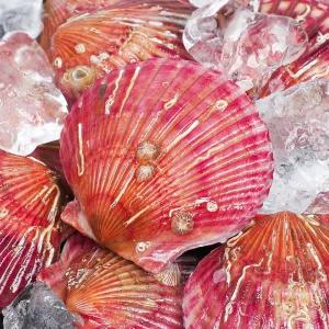 통영 제철 홍가리비 당일조업 10kg (200-250미 내외)