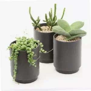 인테리어 심플 다육식물 분갈이 다크블랙 도자기 화분